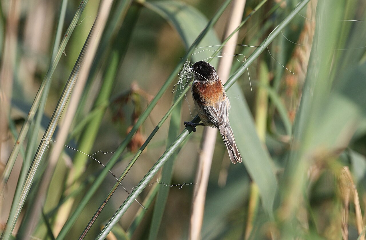 Pájaro moscón cabecinegro (Remiz macronyx)