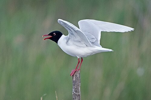 Mediterranean Gull (Ichthyaetus melanocephalus)