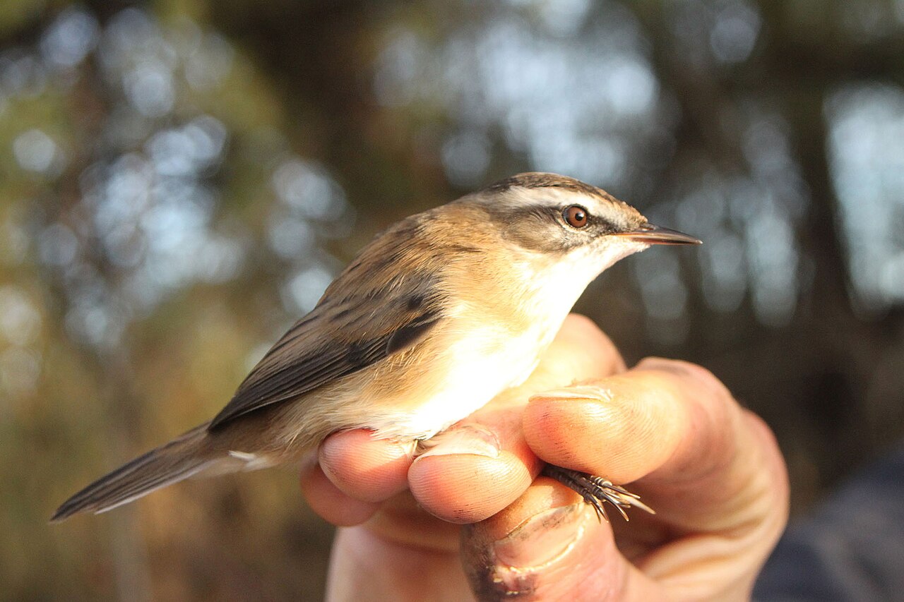 Carricerín real (Acrocephalus melanopogon)