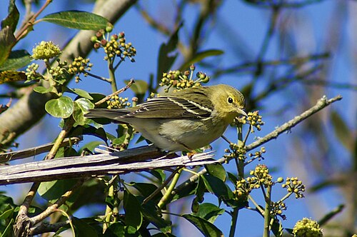 Blackpoll Warbler (Setophaga striata)