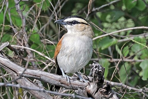 Black-Crowned Tchagra (Tchagra senegalus)