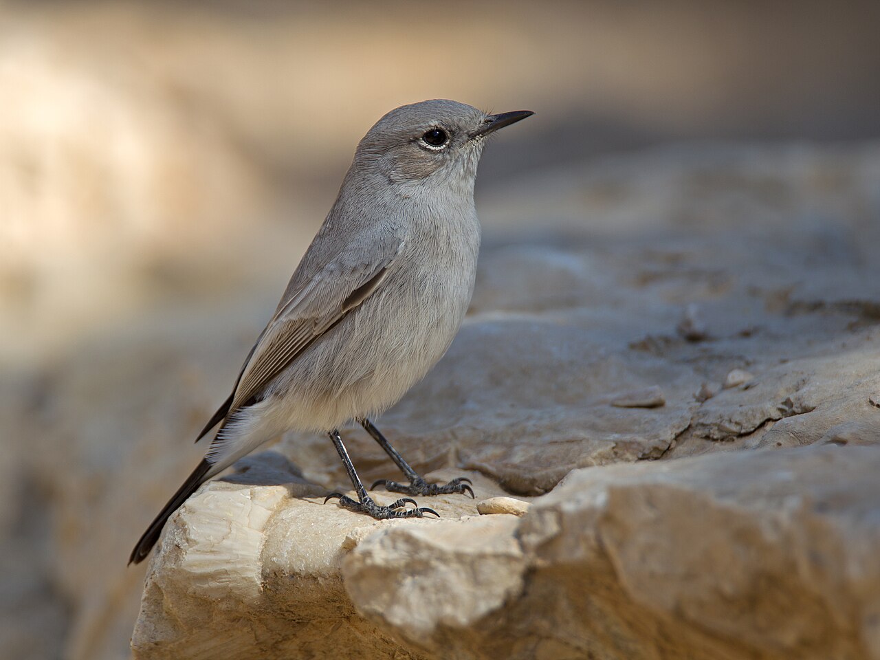 Blackstart (Oenanthe melanura)