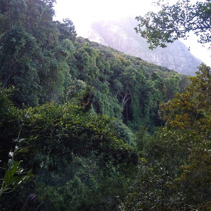 Afromontane forest