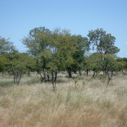Acacia savanna and thornveld
