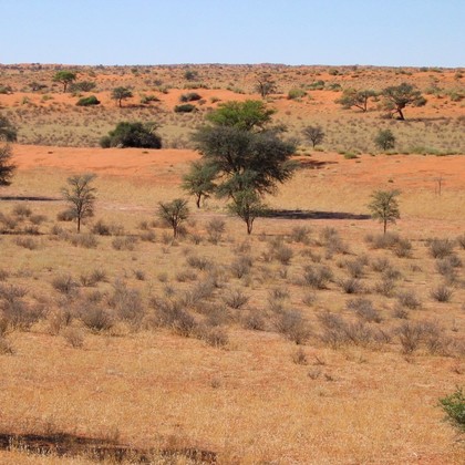 Kalahari thornveld