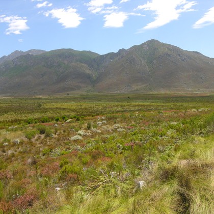 Renosterveld