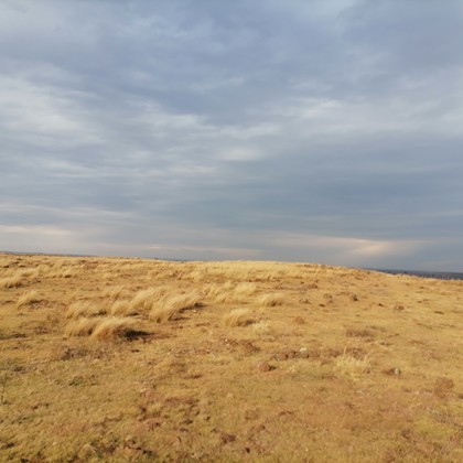 Highveld grassland