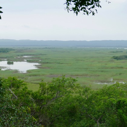 Mangrove and coastal marsh