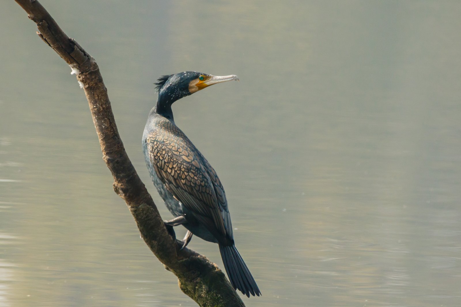 Great Cormorant (Phalacrocorax carbo)