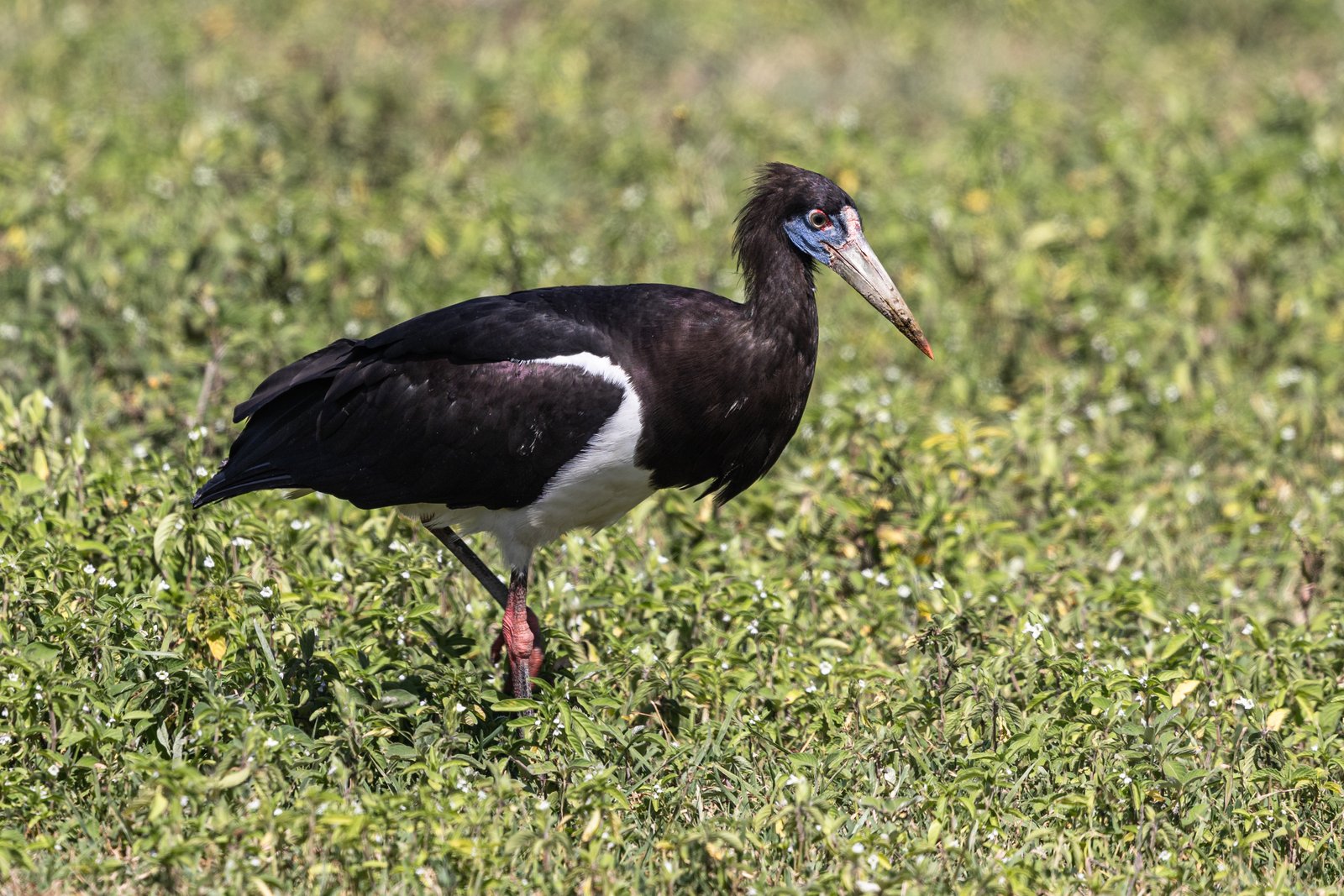 Abdim's Stork (Ciconia abdimii)