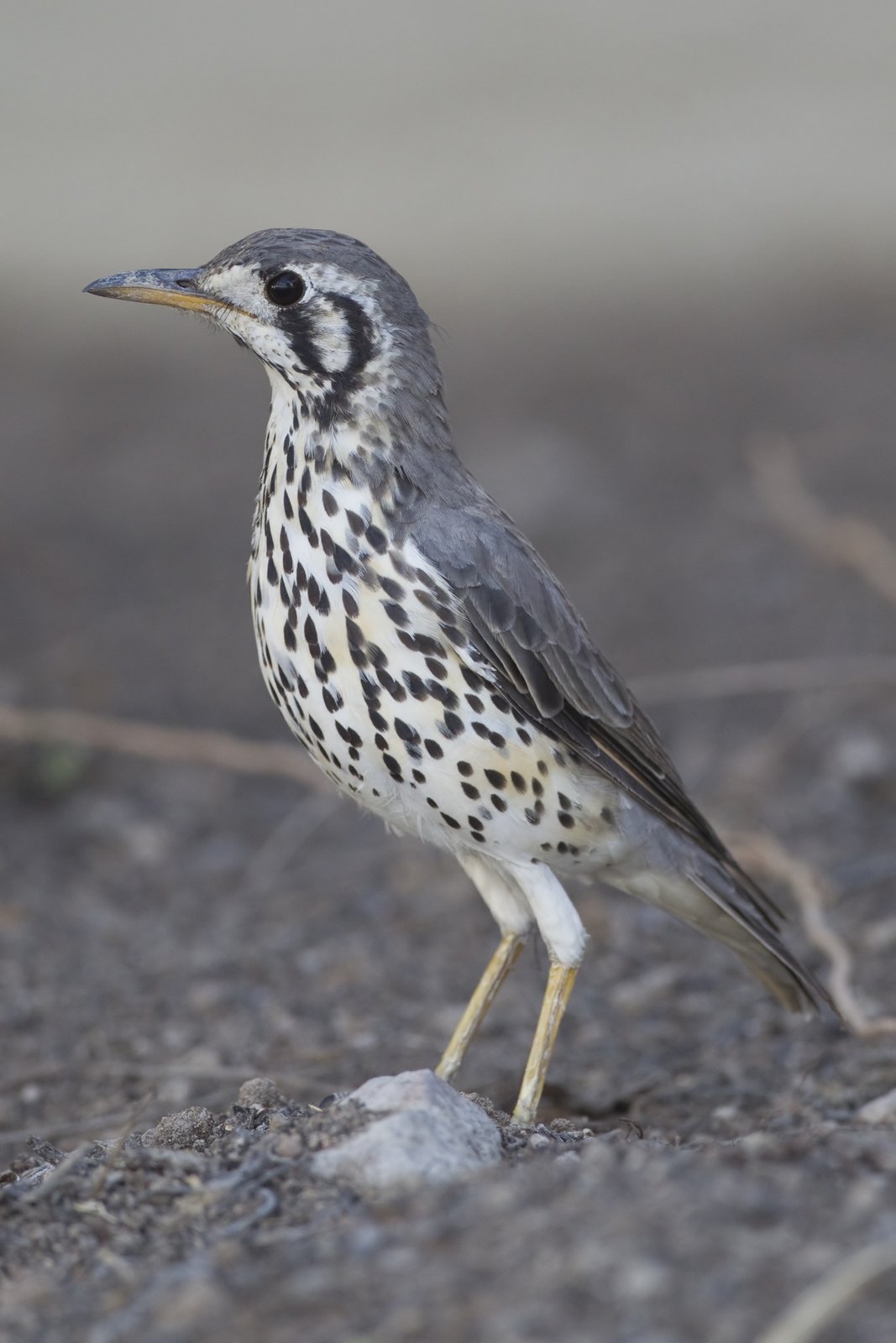 Groundscraper Thrush (Turdus litsitsirupa)