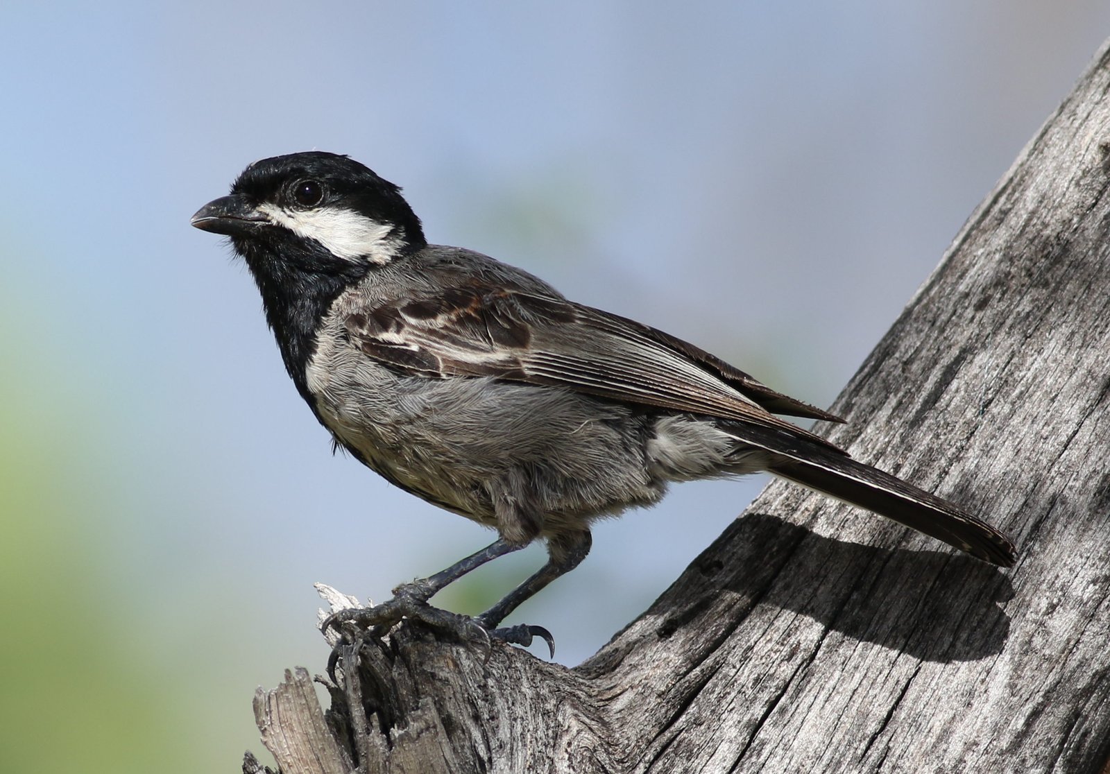 Ashy Tit (Melaniparus cinerascens)