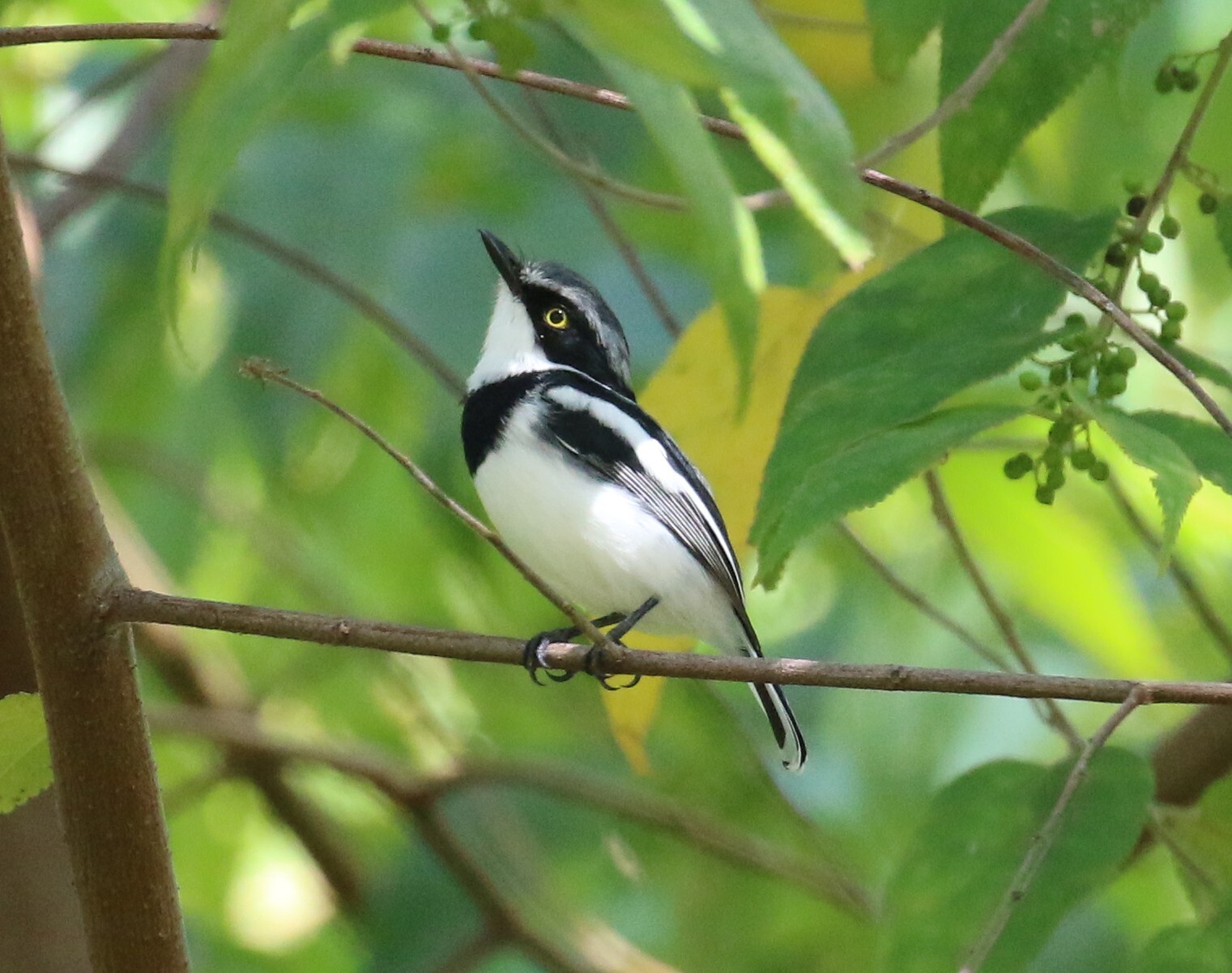 Pale Batis (Batis soror)