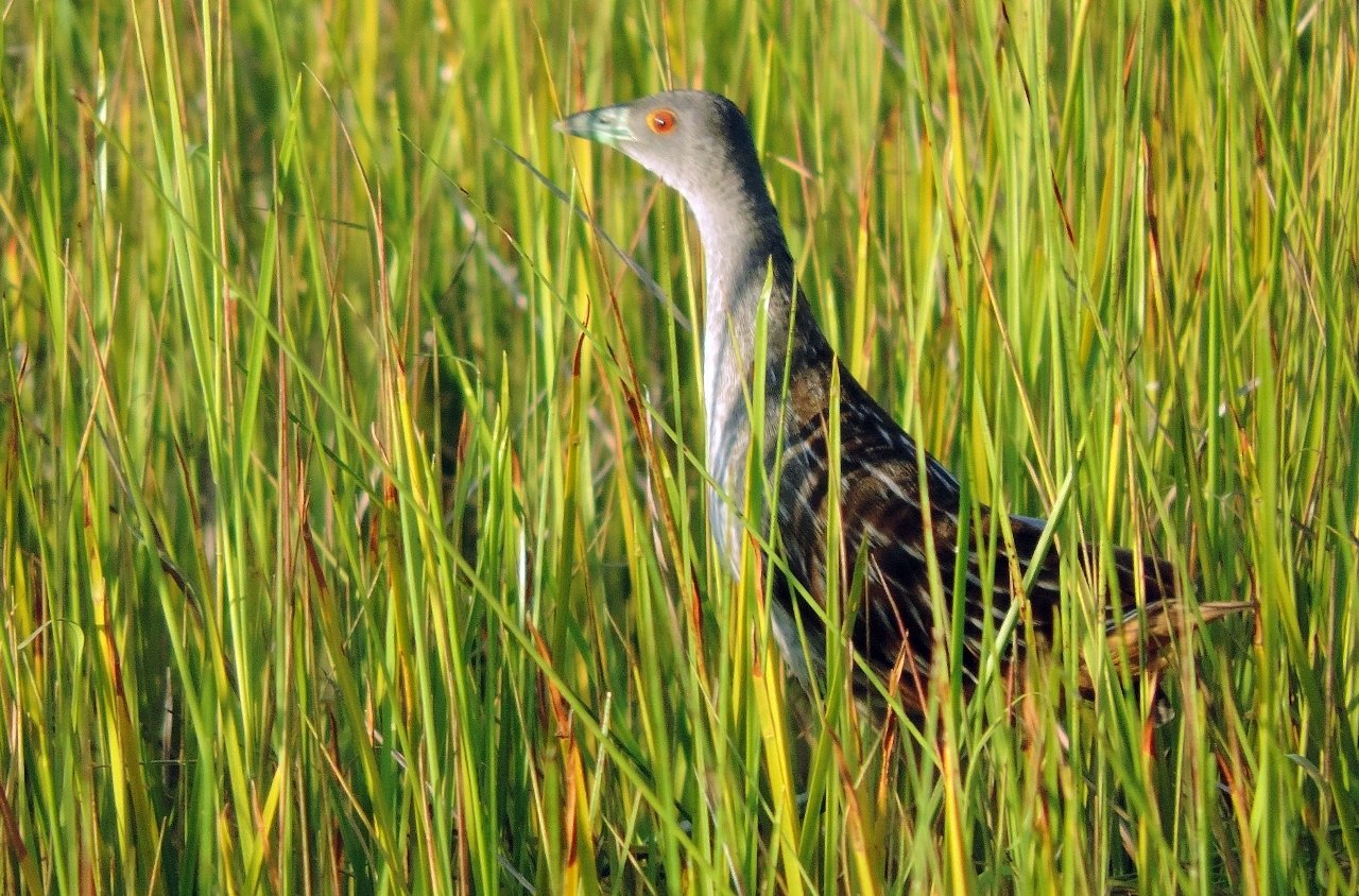 Striped Crake (Aenigmatolimnas marginalis)