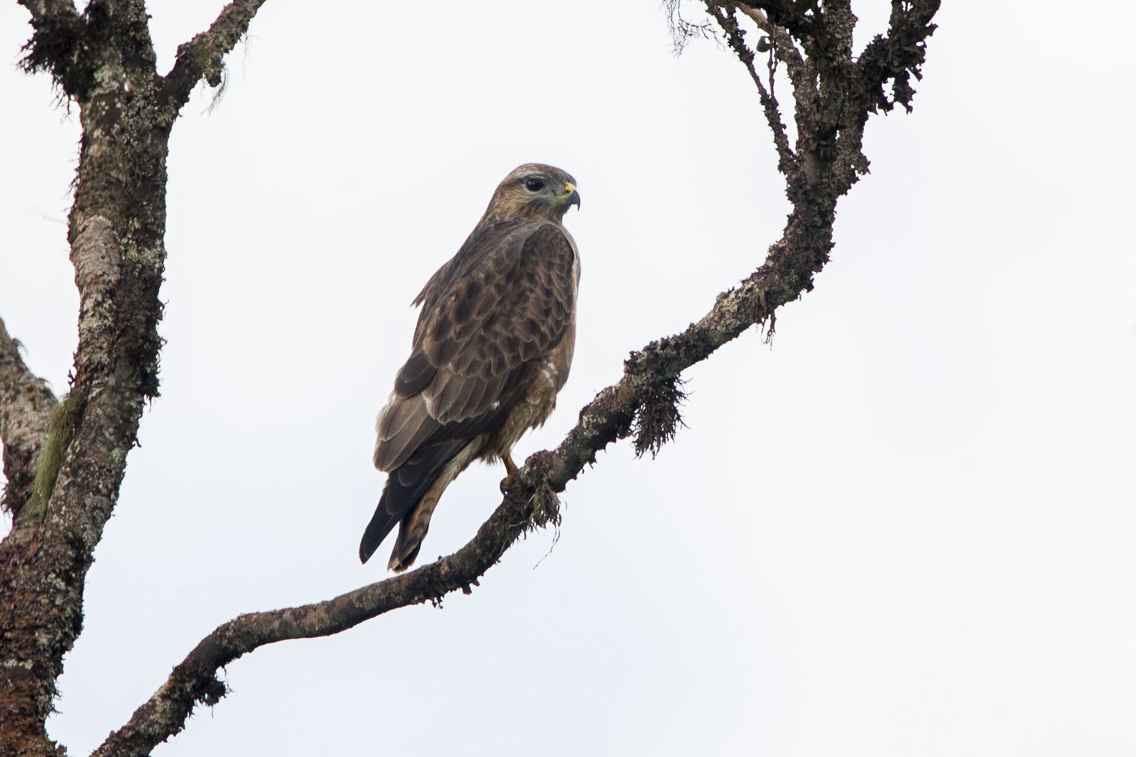 Mountain Buzzard (Buteo oreophilus)