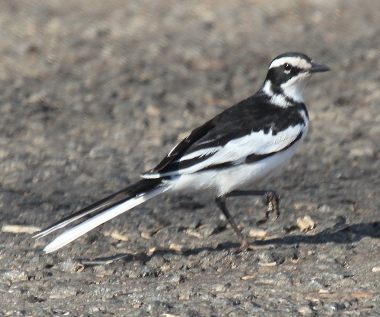 African Pied Wagtail (Motacilla aguimp)