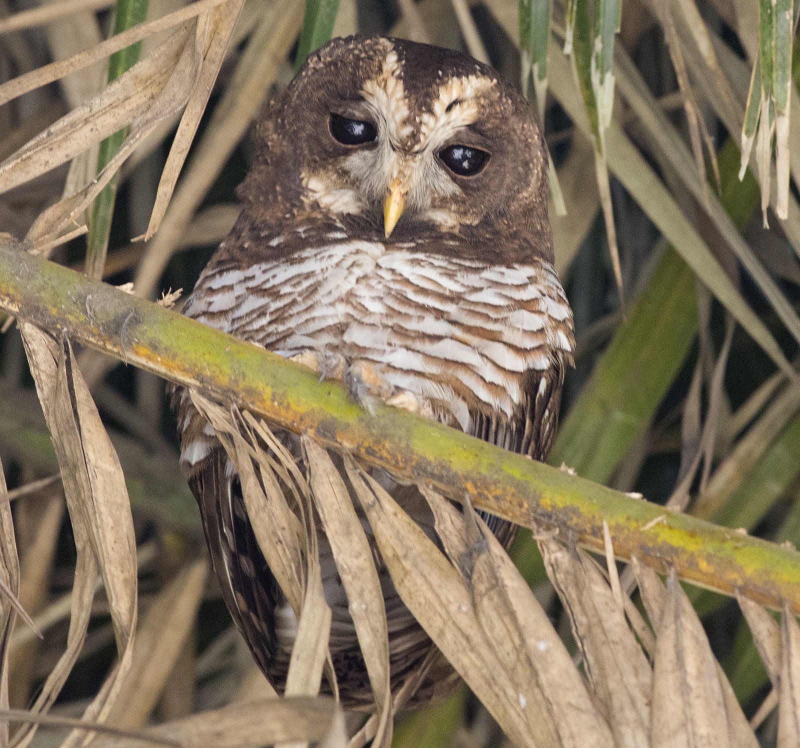 African Wood Owl (Strix woodfordii)