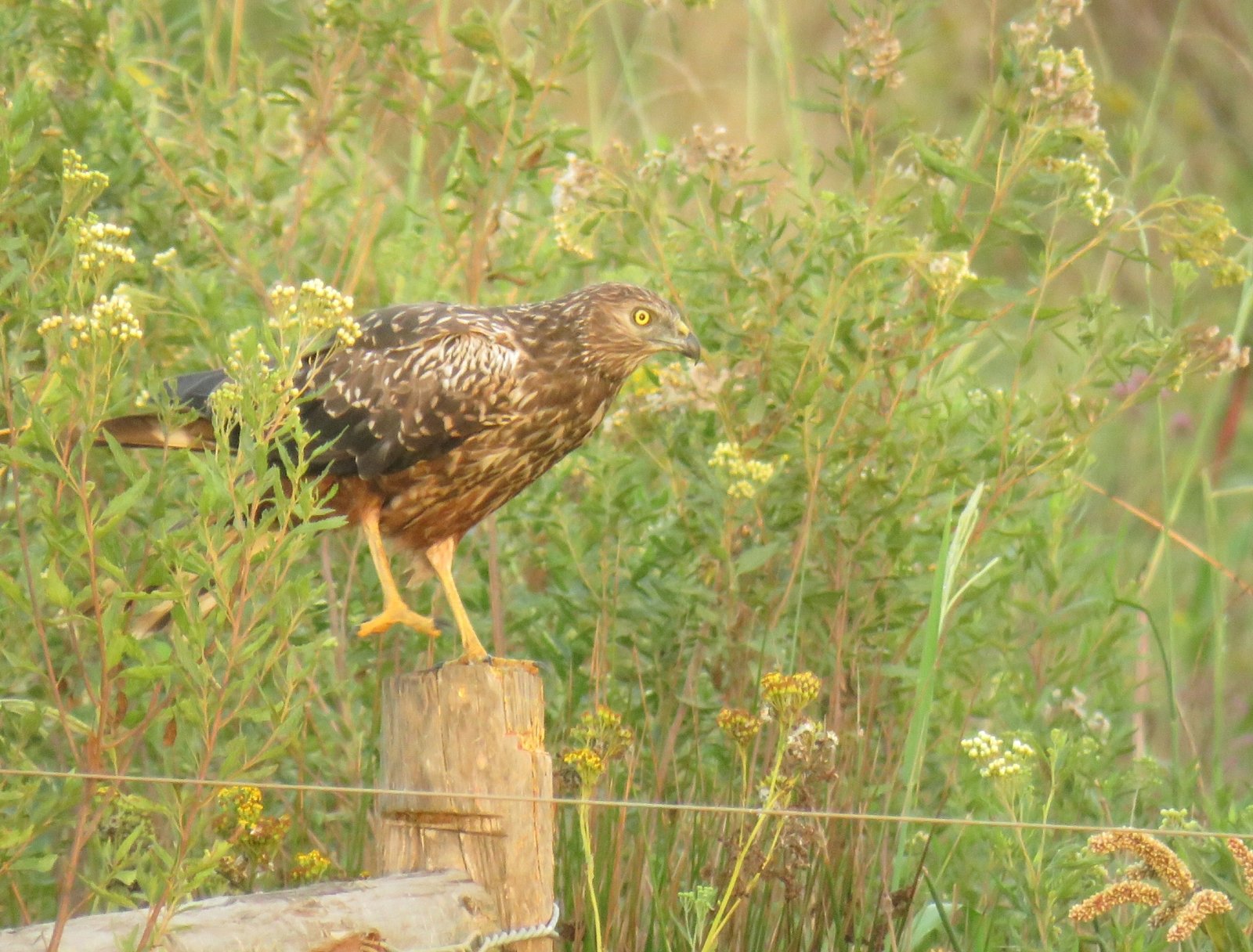 African Marsh Harrier (Circus ranivorus)