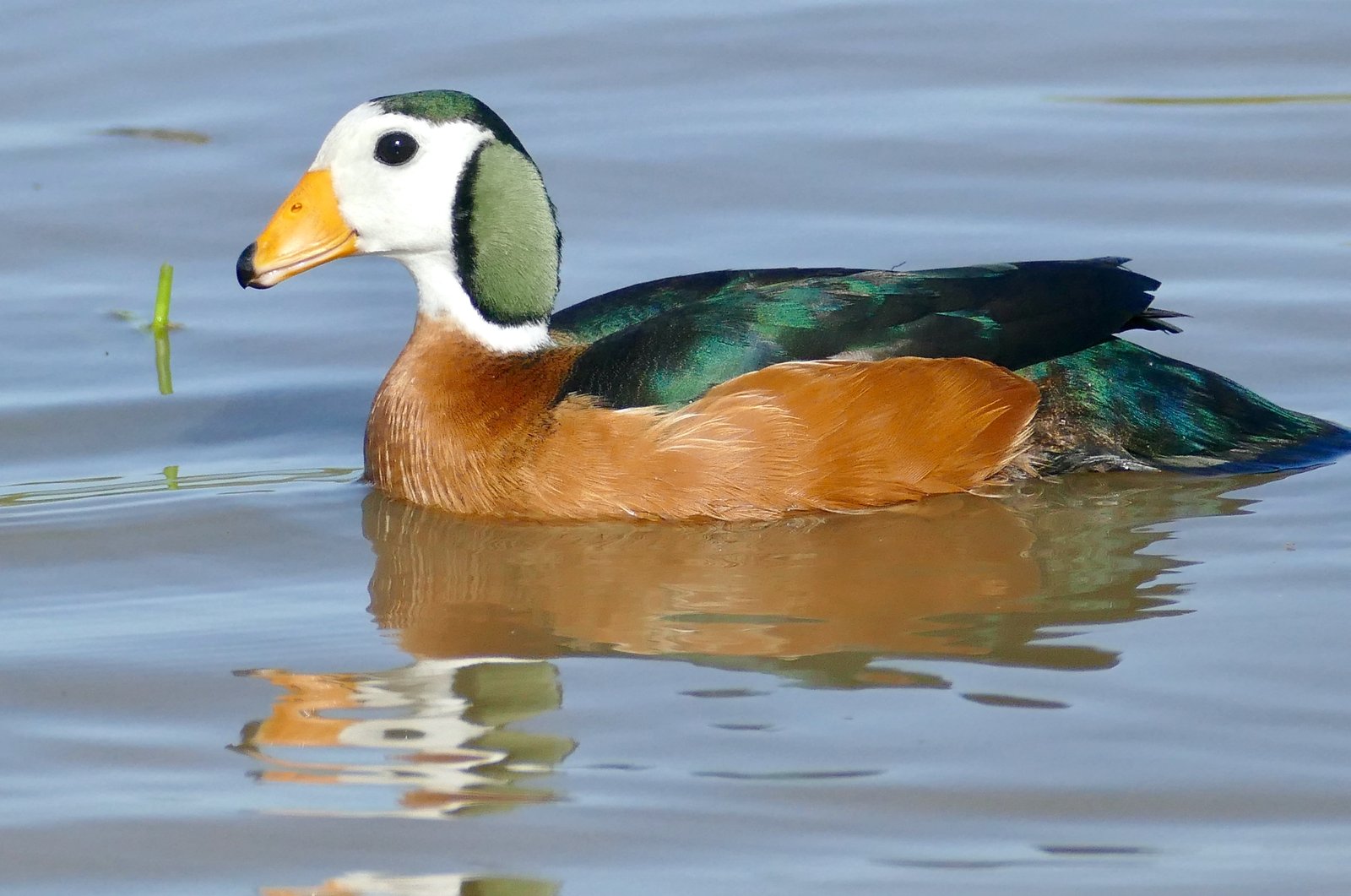 African Pygmy Goose (Nettapus auritus)