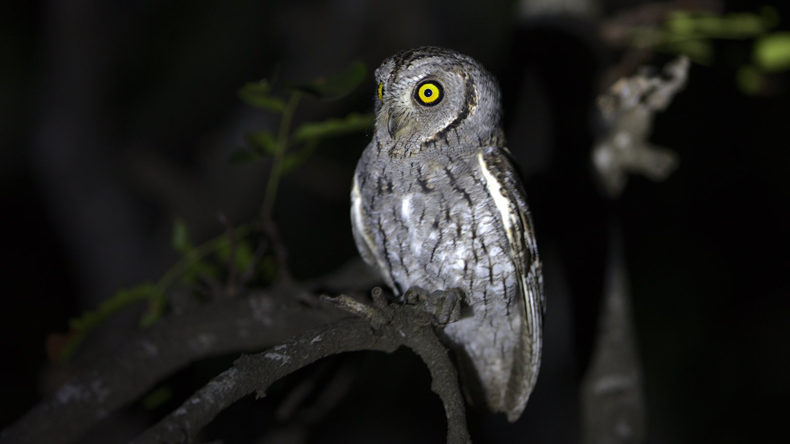 African Scops Owl (Otus senegalensis)