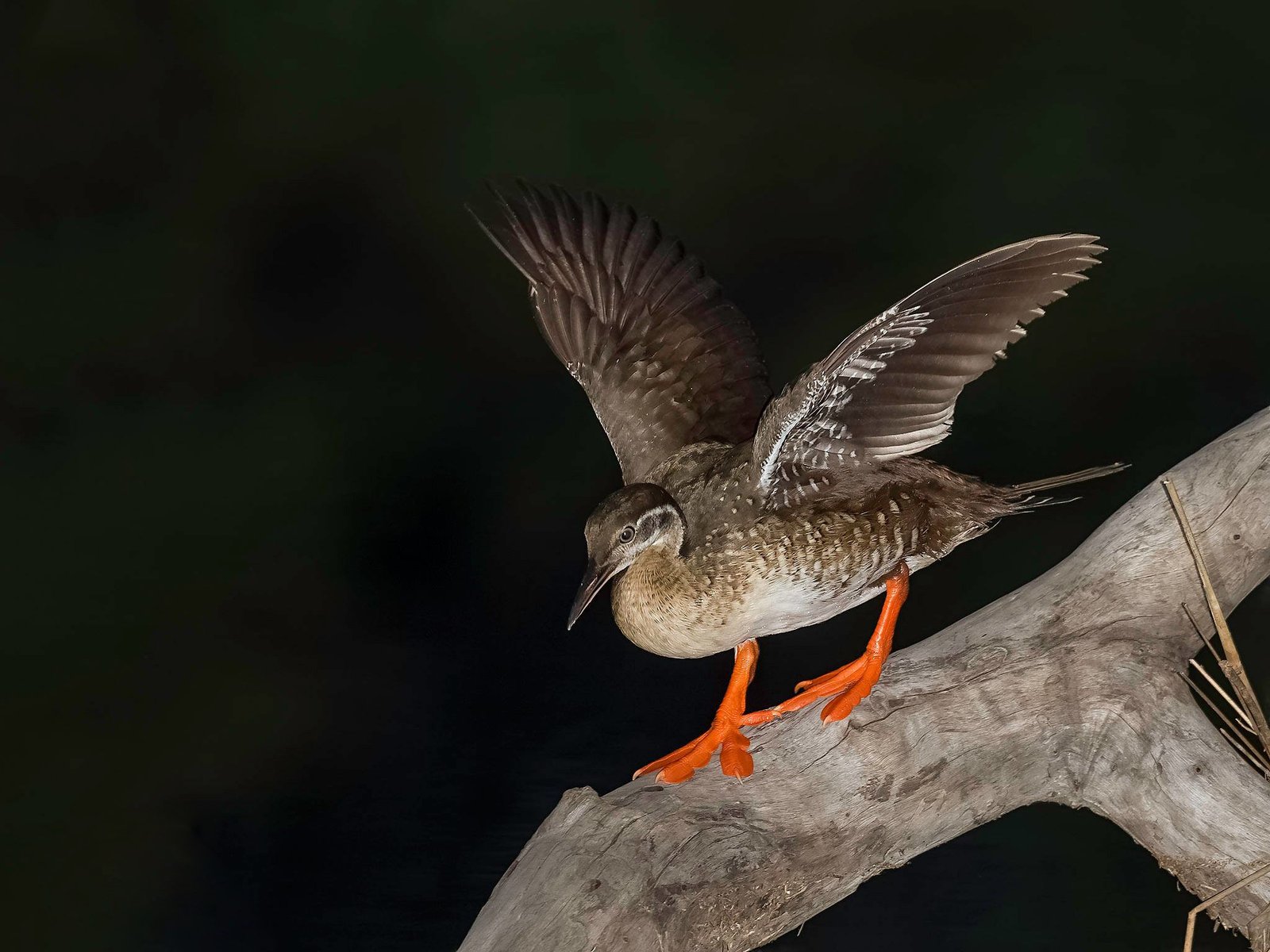 African Finfoot (Podica senegalensis)