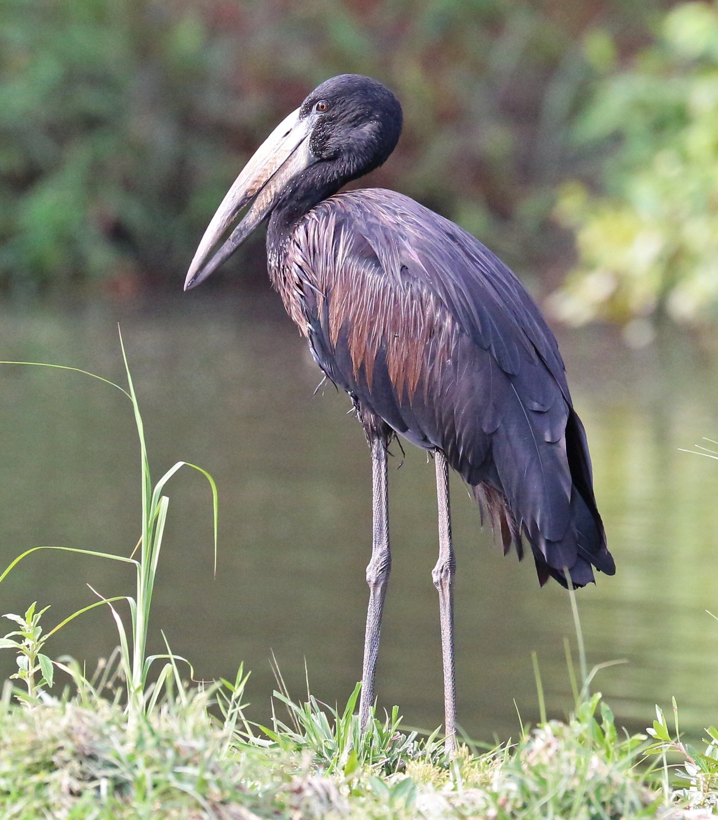 African Openbill (Anastomus lamelligerus)