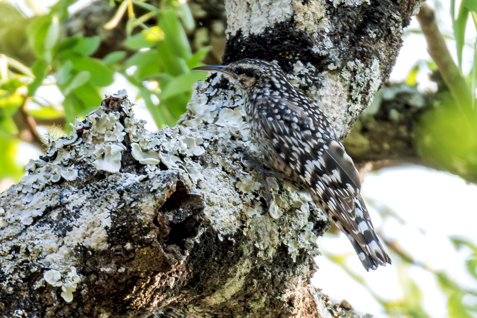 African Spotted Creeper (Salpornis salvadori)