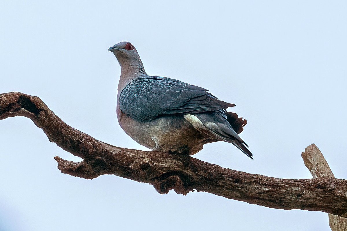 Afep Pigeon (Columba unicincta)