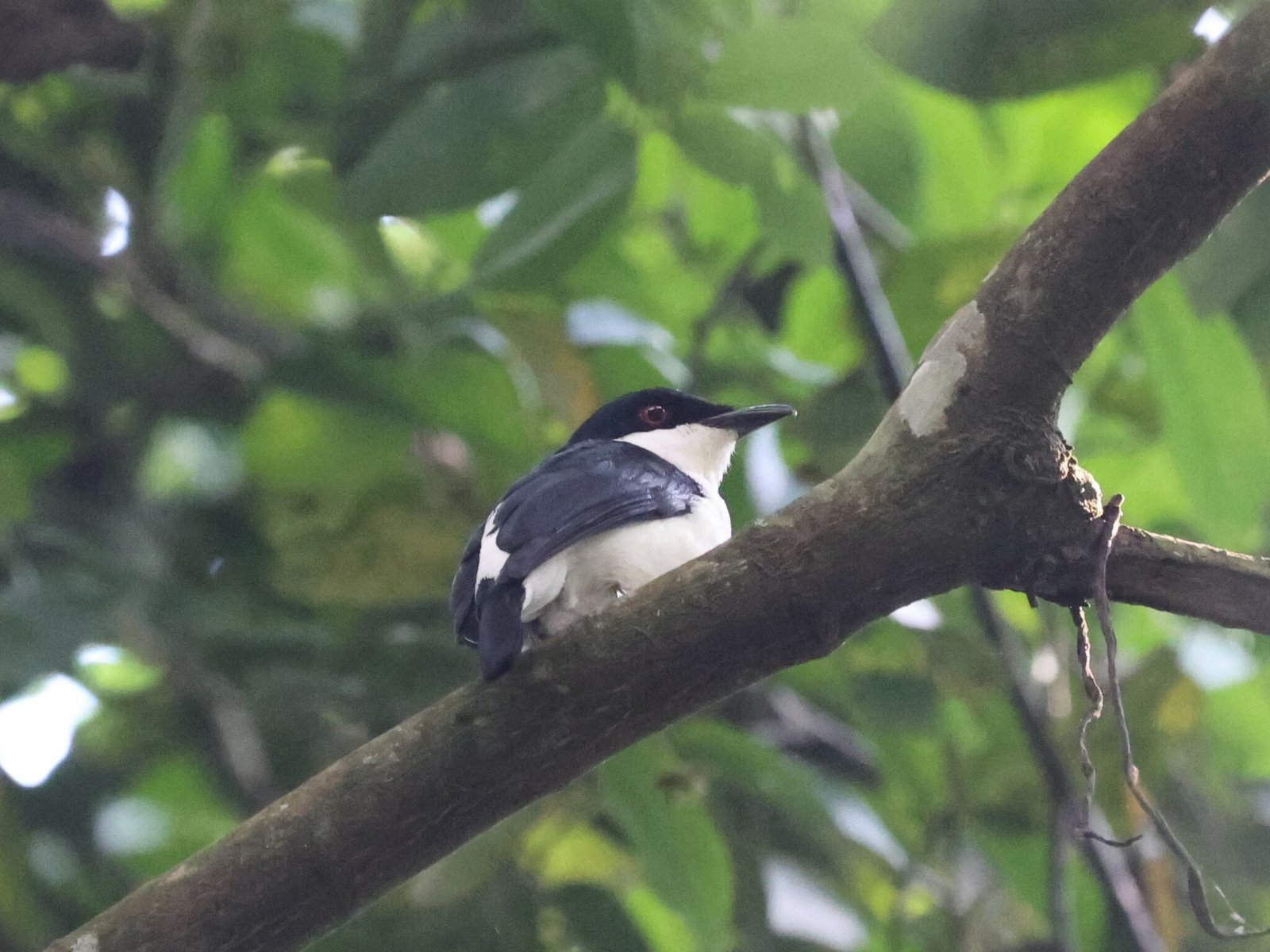 African Shrike-Flycatcher (Megabyas flammulatus)