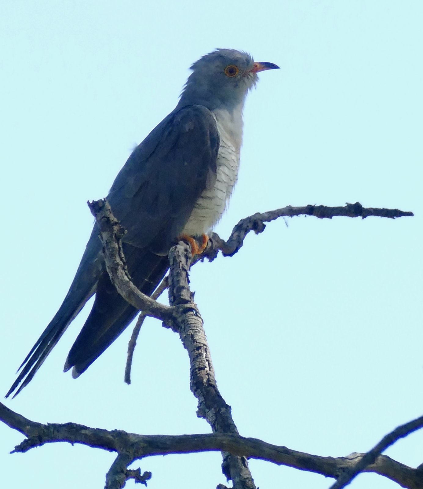 African Cuckoo (Cuculus gularis)