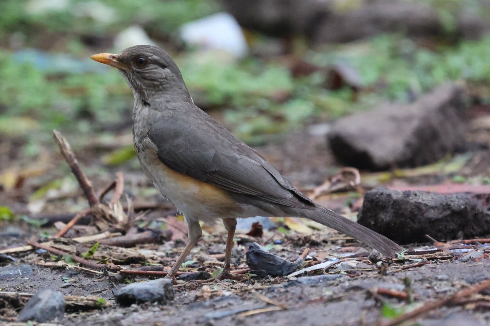 African Thrush (Turdus pelios)