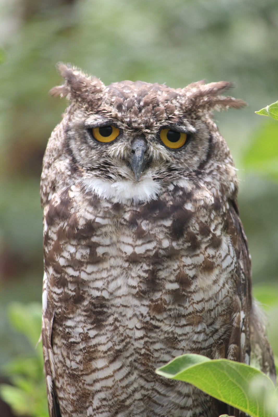 Spotted Eagle-Owl (Bubo africanus)