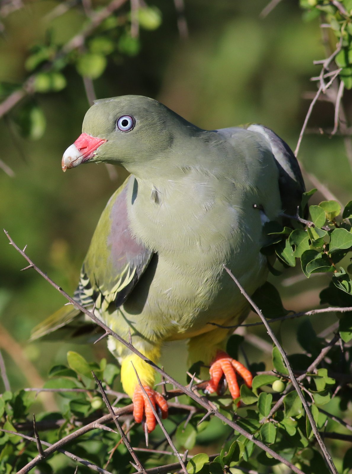 African Green Pigeon (Treron calvus)