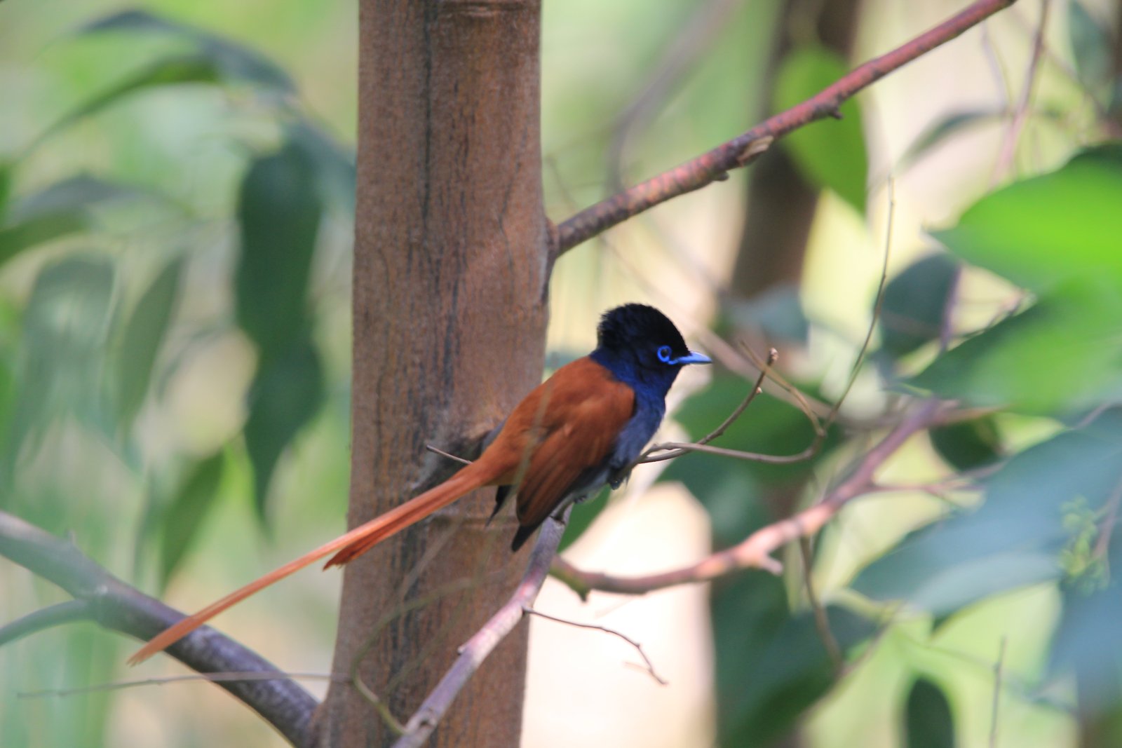 African Paradise Flycatcher (Terpsiphone viridis)