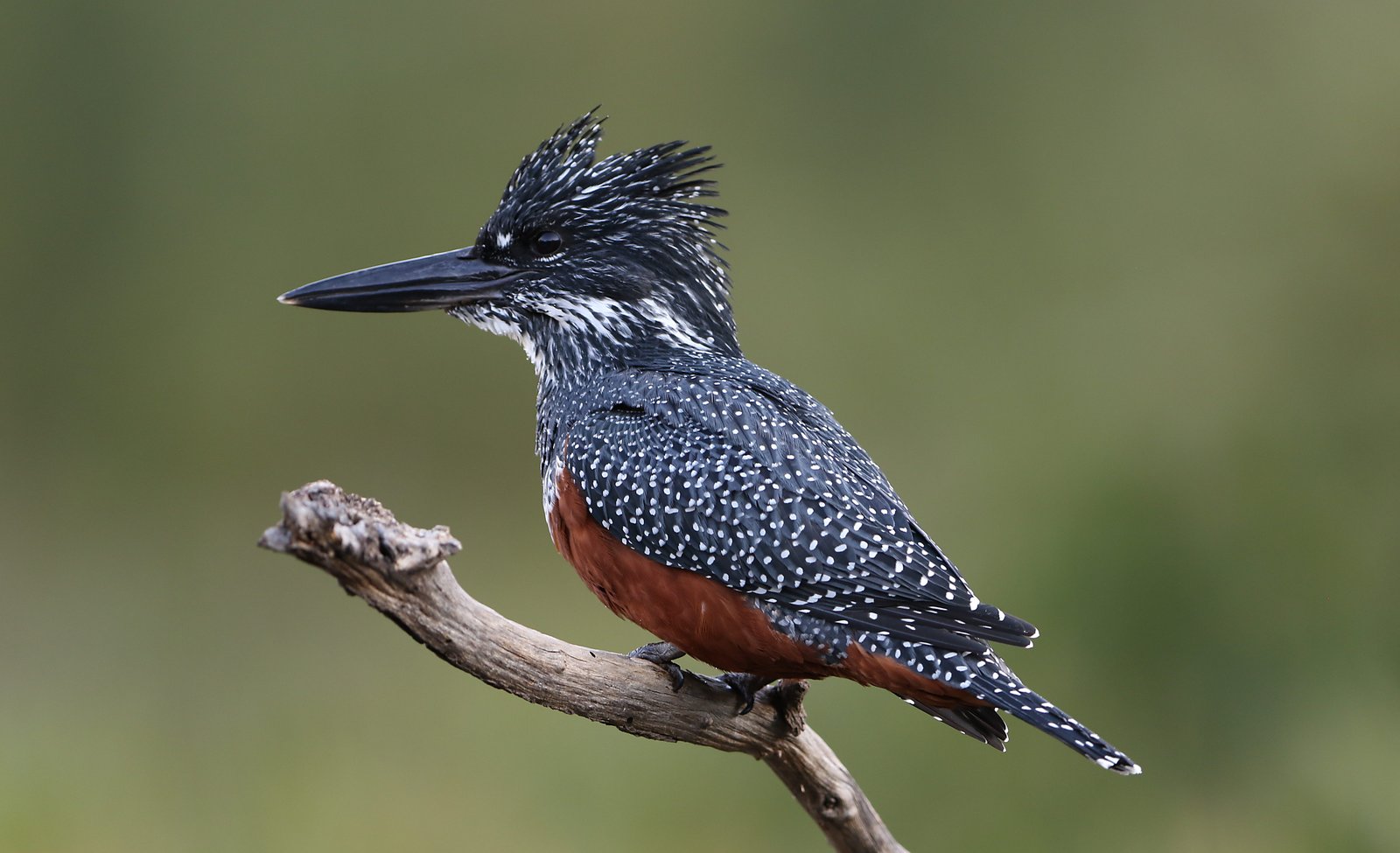Giant Kingfisher (Megaceryle maxima)