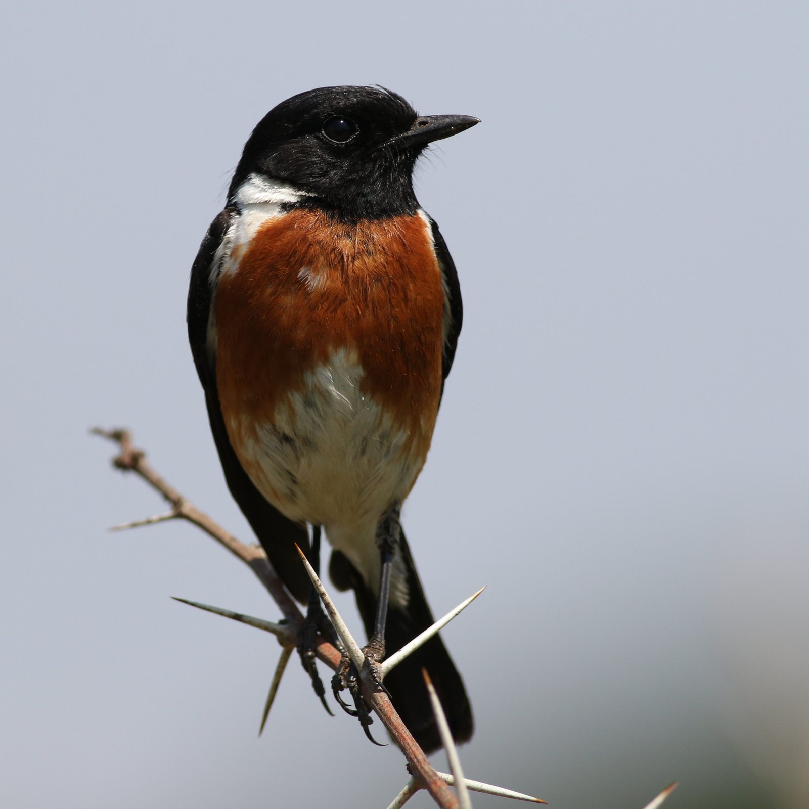 African Stonechat (Saxicola torquatus)
