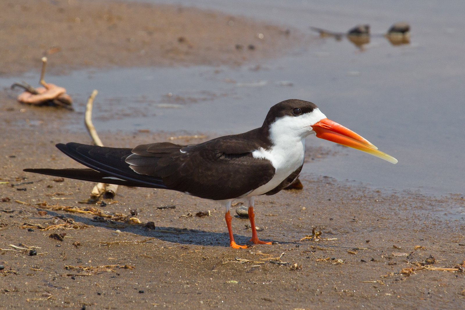 African Skimmer (Rynchops flavirostris)