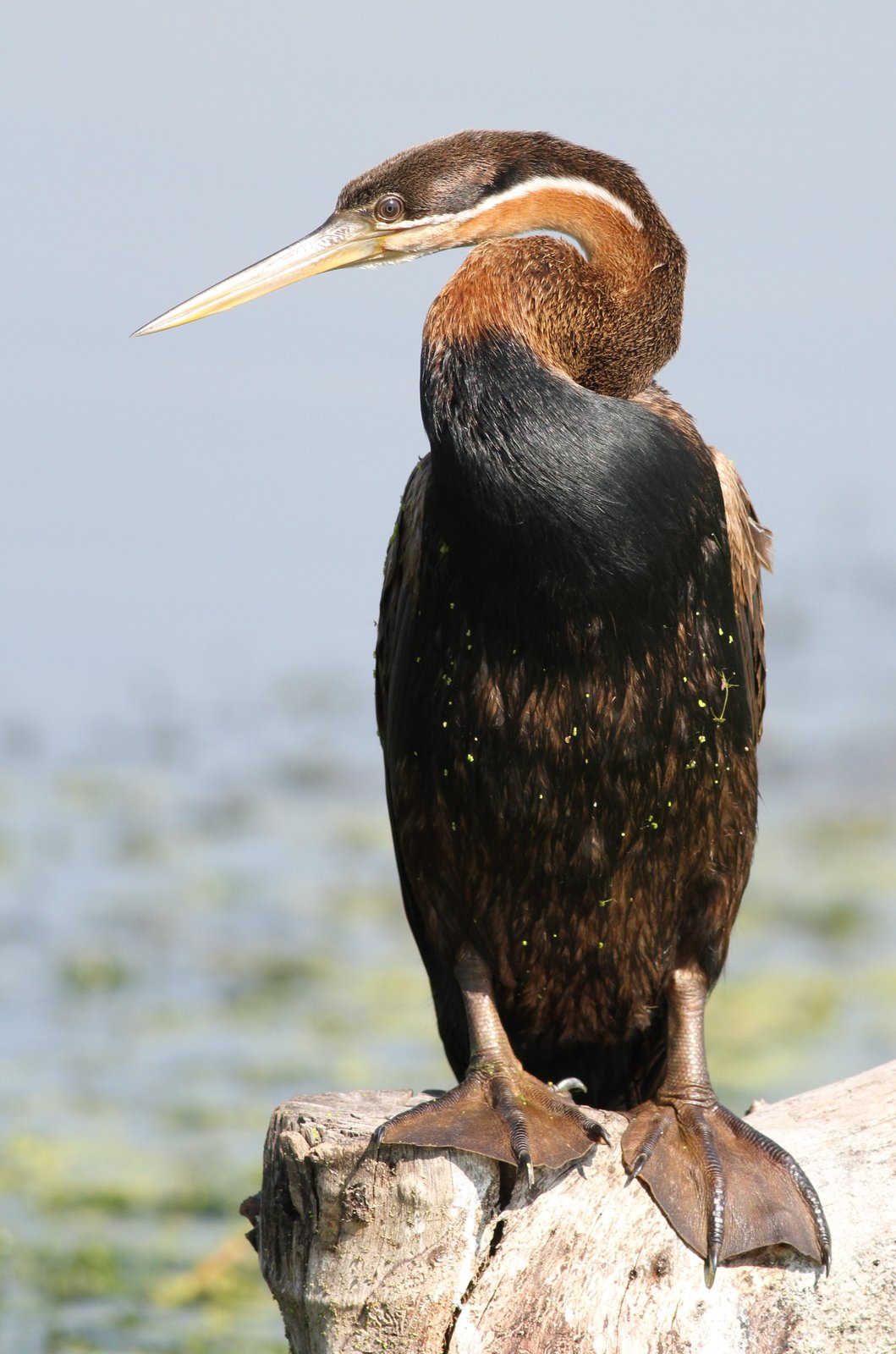African Darter (Anhinga rufa)
