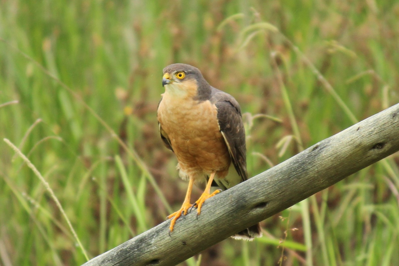 Rufous-Breasted Sparrowhawk (Accipiter rufiventris)