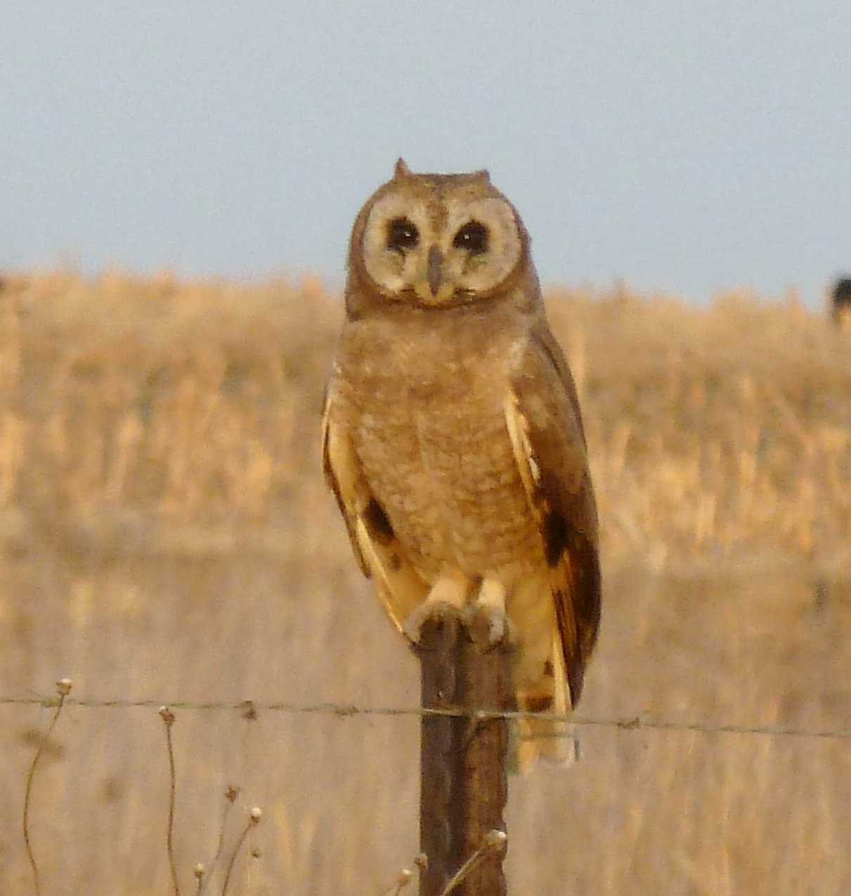 Marsh Owl (Asio capensis)
