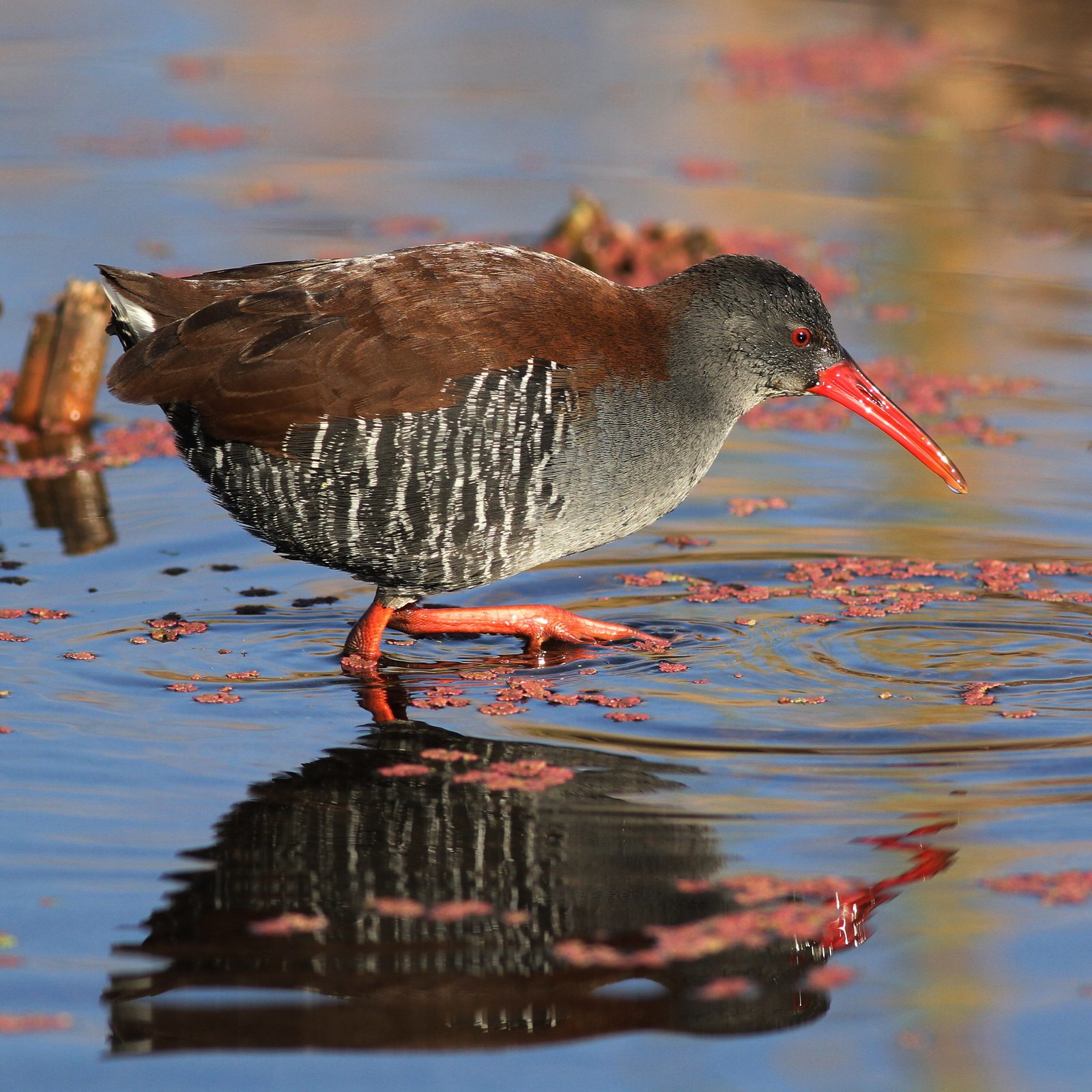 African Rail (Rallus caerulescens)