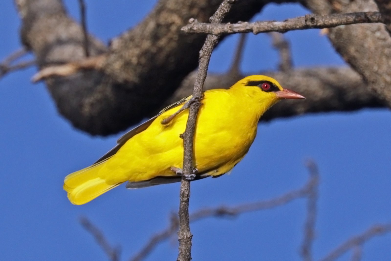 African Golden Oriole (Oriolus auratus)
