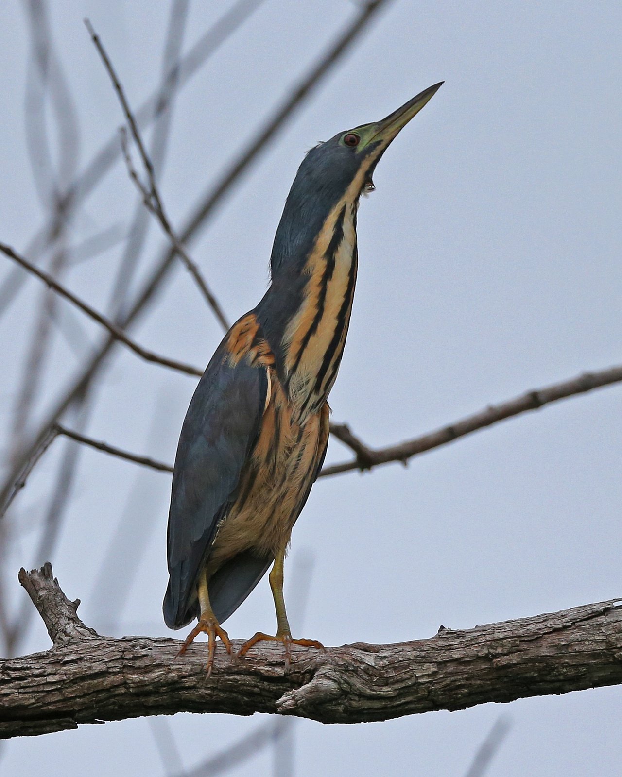 Dwarf Bittern (Botaurus sturmii)