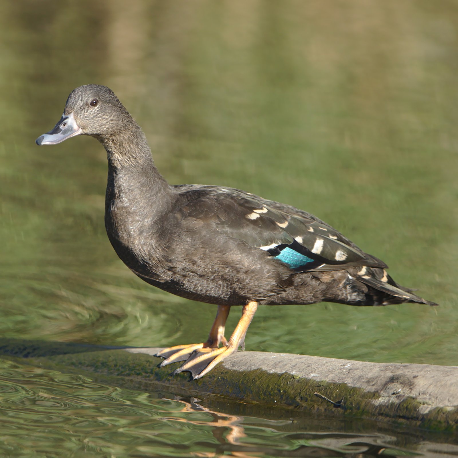 African Black Duck (Anas sparsa)