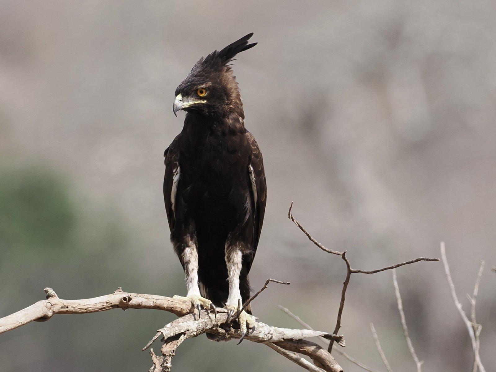 Long-Crested Eagle (Lophaetus occipitalis)