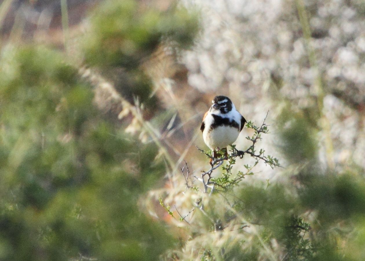 Black-Headed Canary (Serinus alario)