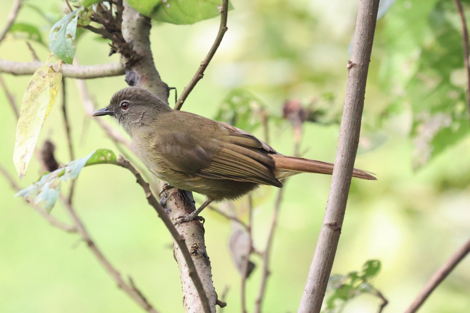 Plain Greenbul (Eurillas curvirostris)