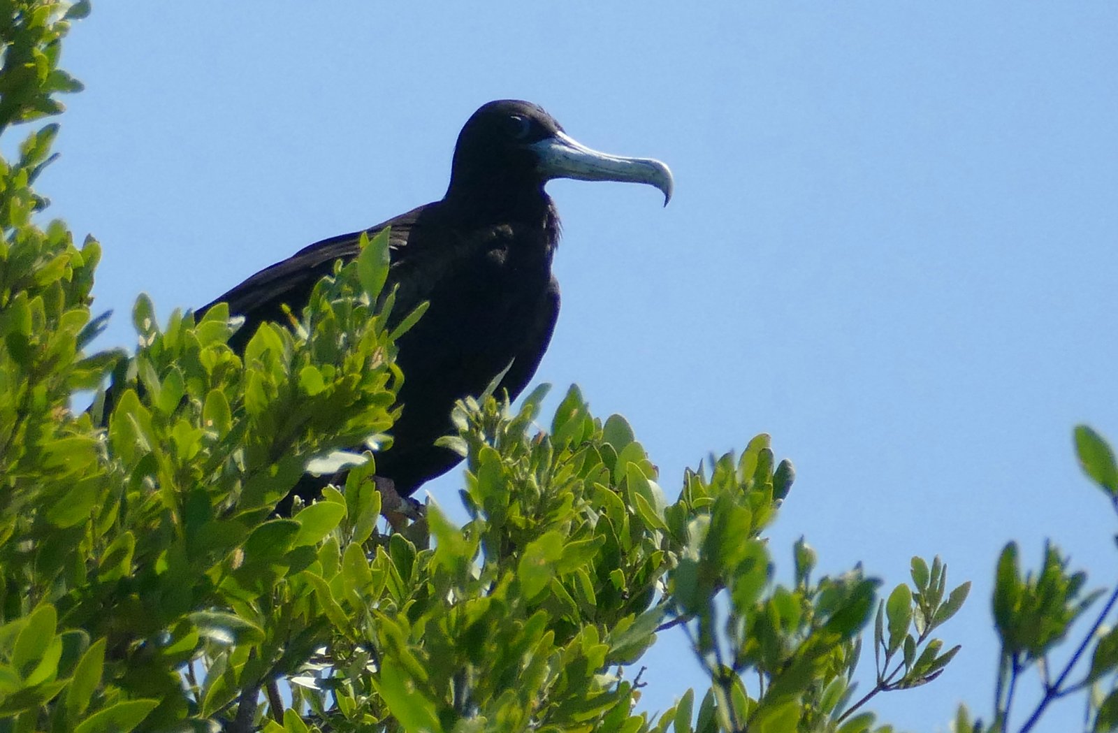 Magnificent Frigatebird (Fregata magnificens)