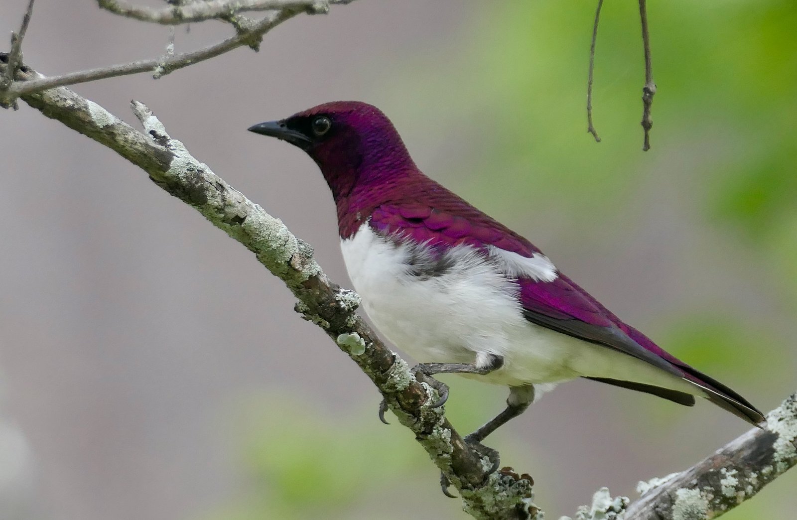 Violet-Backed Starling (Cinnyricinclus leucogaster)