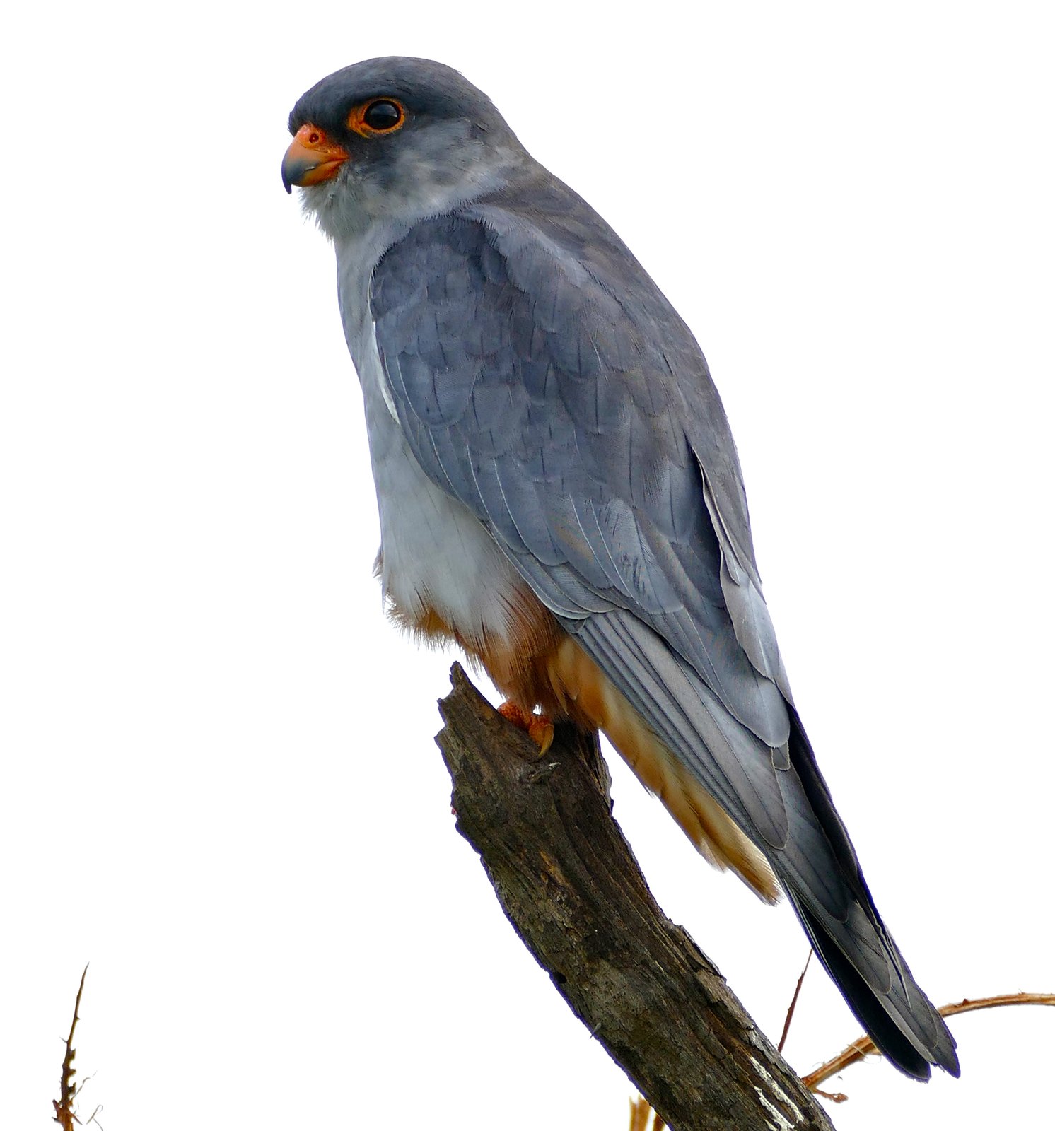 Amur Falcon (Falco amurensis)